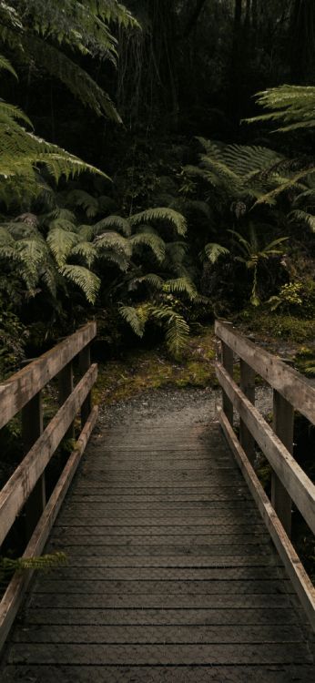 Обои тропические леса, растение, растительное сообщество, лист, природный ландшафт в разрешении 1181x2558