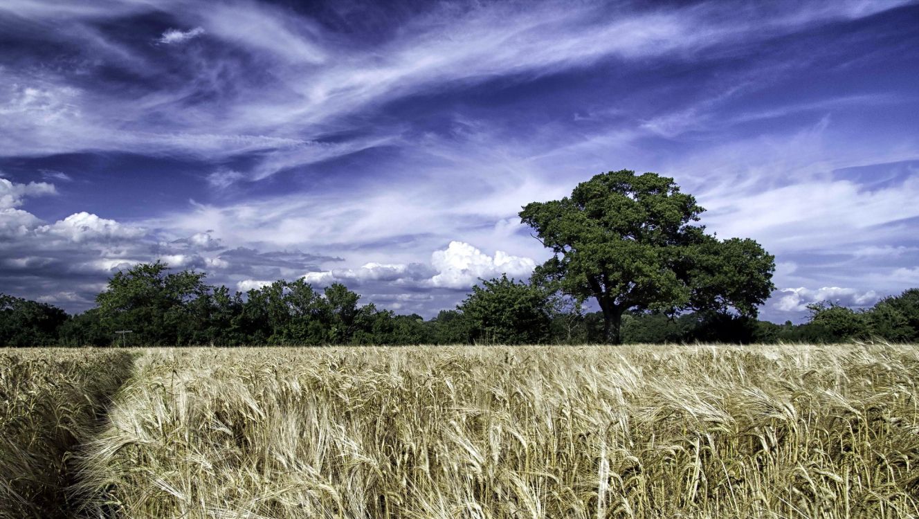 Обои 2048 х 1156, природа, поле, облако, сенокосное угодье в разрешении 2048x1156