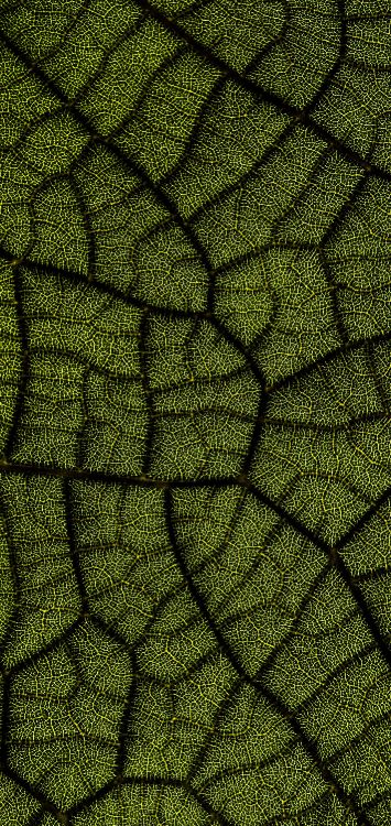 Обои лист, Диджиталбау 2022, наземное растение, симметрия, арт в разрешении 1420x3000