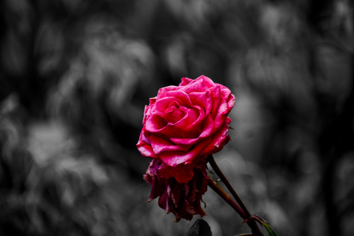 Обои Роза, цветок, розовый, сад роз, лепесток в разрешении 6000x4000