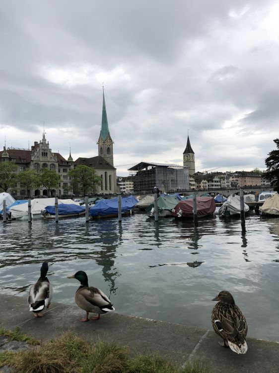 Обои мошенник, вода, Дикая утка, Гусь, реки в разрешении 1536x2048