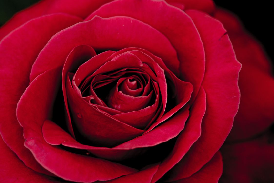 Обои цветок, Роза, сад роз, лепесток, цветковое растение в разрешении 7360x4912