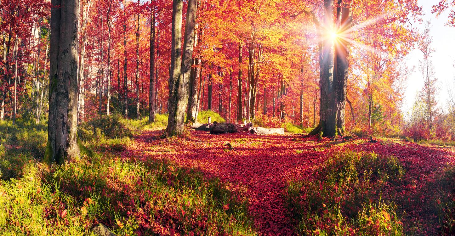 Обои осень, природа, лес, лесистая местность, роща в разрешении 5555x2883