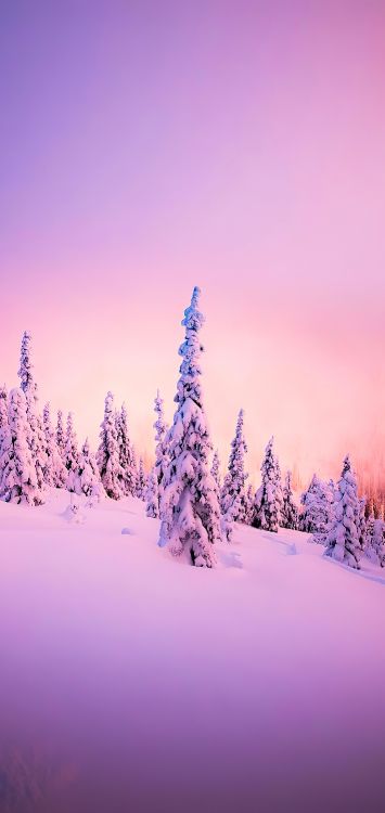 Обои зима, атмосфера, облако, растение, снег в разрешении 1422x3000