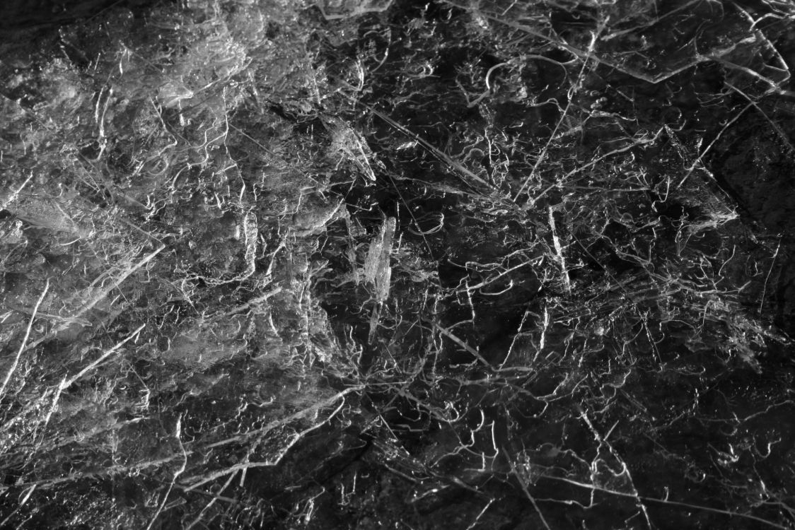 Обои черный и белый, черный, монохромный, ветвь, дерево в разрешении 2200x1467