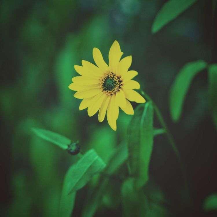 Обои полевой цветок, цветок, зеленый, желтый, лепесток в разрешении 3456x3456