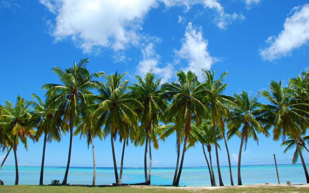 Обои пальмовые рощи, дерево, тропическая зона, Пальма, растительность в разрешении 2560x1600