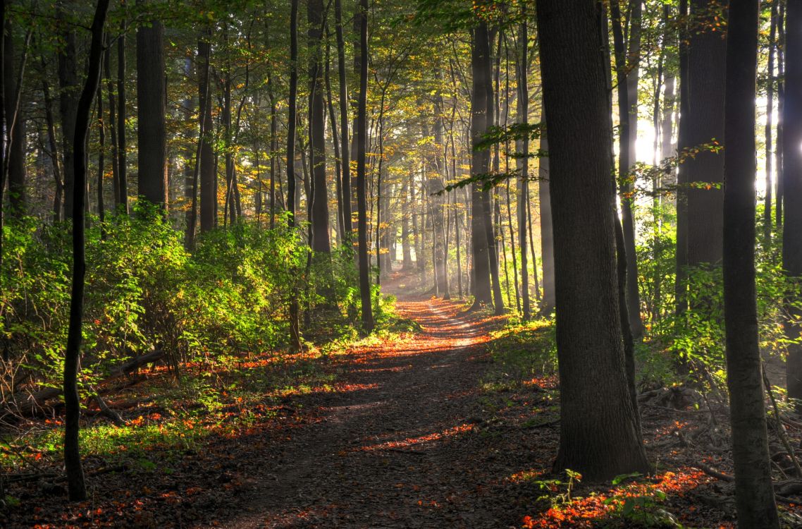 Обои лес, дерево, природа, лесистая местность, лесная тропинка в разрешении 2580x1700