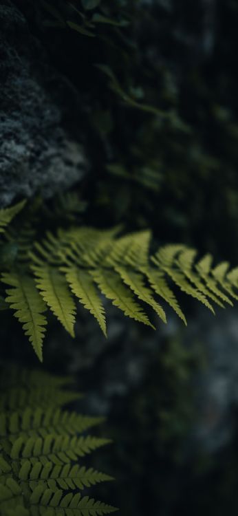 Обои древесина, Damaksnis, растение, прут, дерево в разрешении 1080x2340