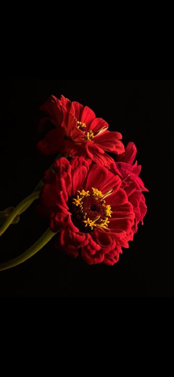 Обои Флора, цветок, лепесток, растение, искусственный цветок в разрешении 1080x2340