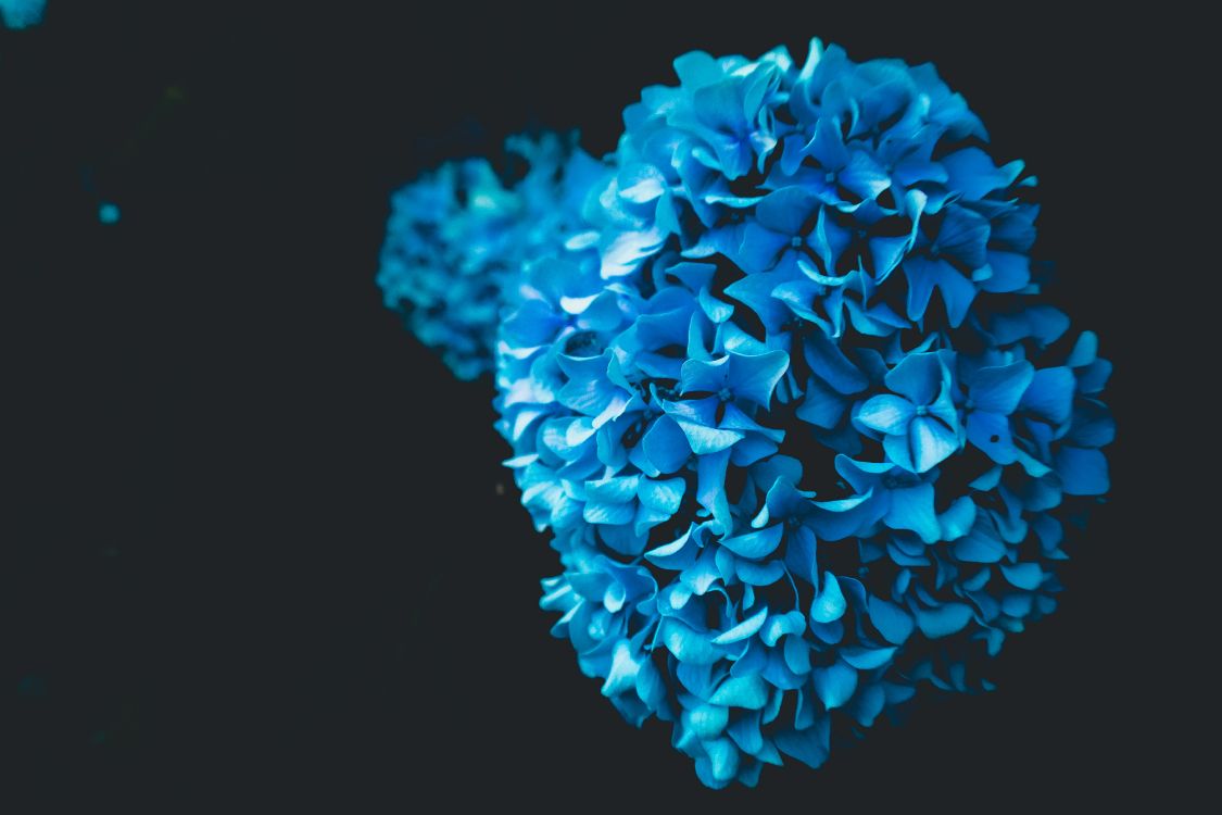 Обои синий, Аква, синий кобальт, бирюза, лепесток в разрешении 5184x3456