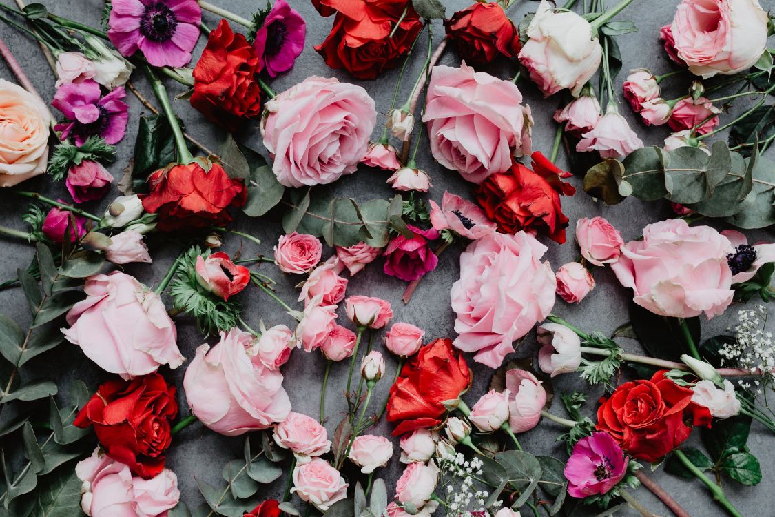 Обои Роза, цветок, розовые цветы, розовый, цветковое растение в разрешении 5472x3648