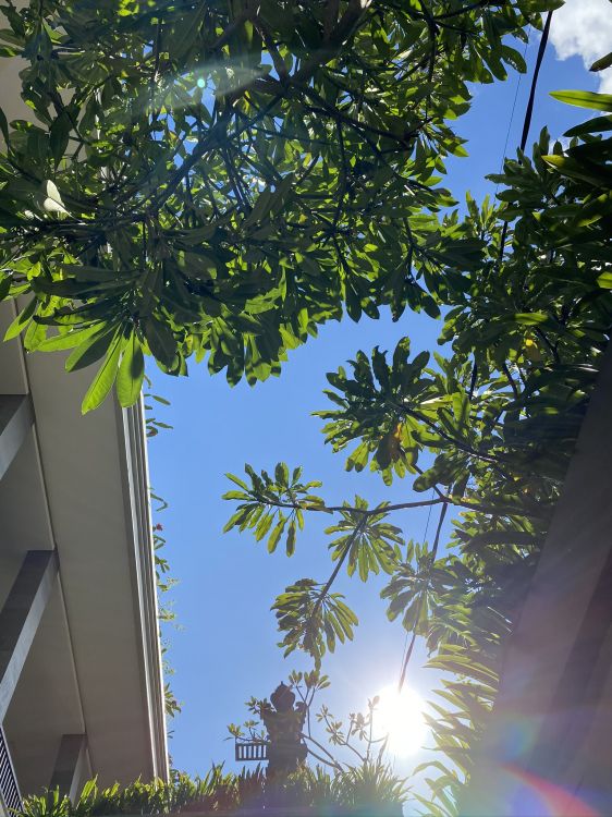 Обои лист, пальмовые рощи, мажорель синий, рассада, биология в разрешении 1536x2048