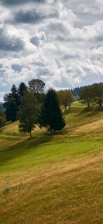 Обои облако, растение, дерево, природный ландшафт, склон в разрешении 1080x2340