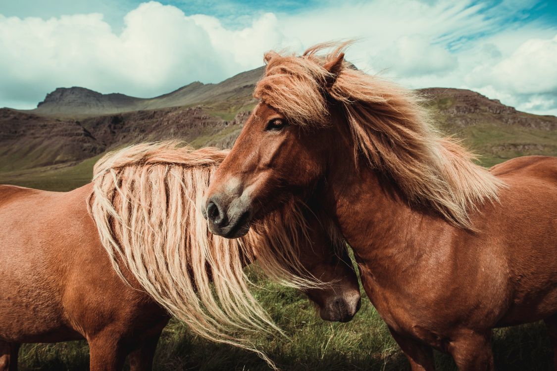 Обои конь, грива, волосы, Мустанг лошадь, гнедая лошадь в разрешении 5472x3648