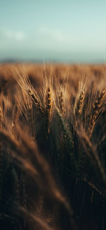 Обои дневное время, растение, древесина, природный ландшафт, равнина в разрешении 1242x2688