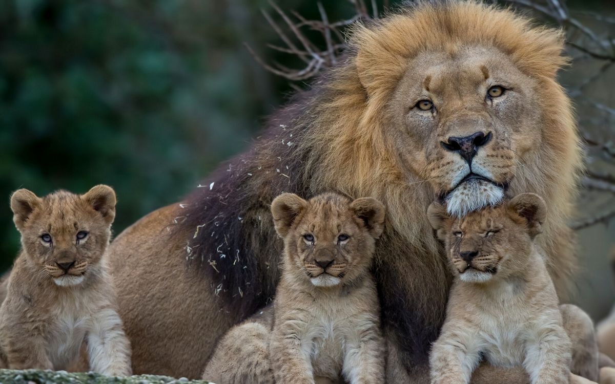 Обои Лев, наземные животные, живая природа, масаи Лев, антилопа гну в разрешении 1920x1200