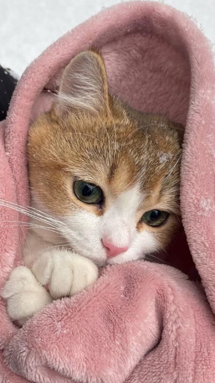 Обои британская короткошерстная, эгейская кошка, европейская короткошерстная, британская полу длинношерстная, абиссинец в разрешении 1440x2560