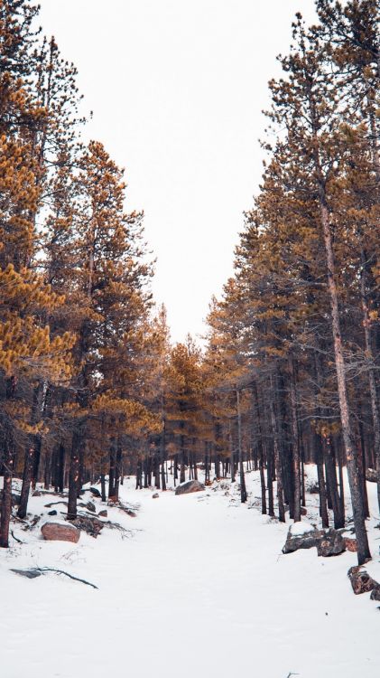 Обои снег, Денвер, поезд, автобус, ветвь в разрешении 720x1280