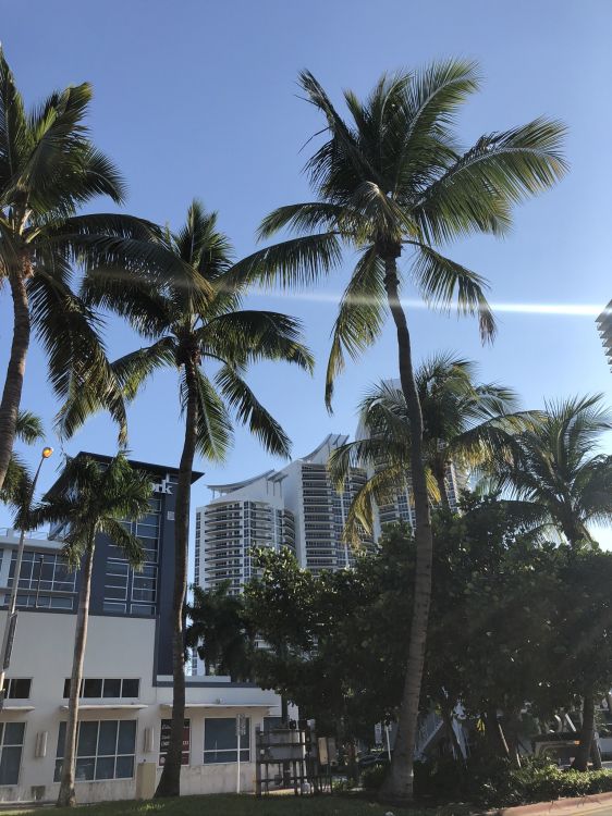 Обои Майами, пальмовые рощи, недвижимость, финиковая пальма, кондоминиум в разрешении 1536x2048