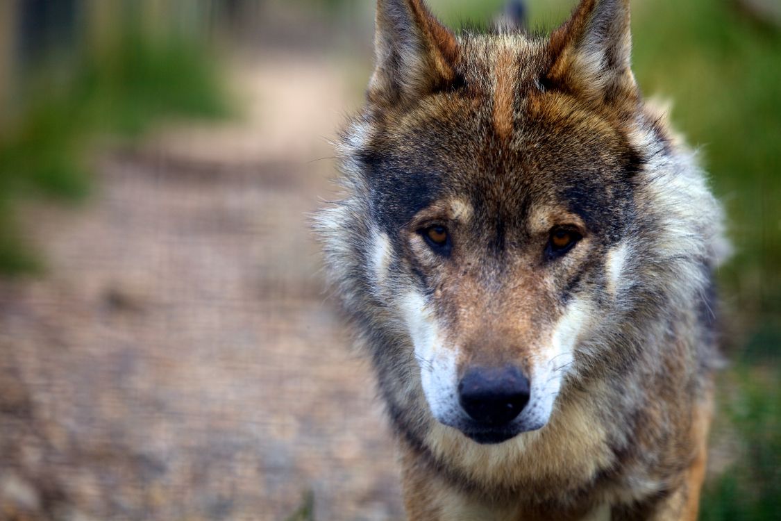 Обои волк, пес, Псовые, живая природа, чехословацкий влчак в разрешении 5616x3744