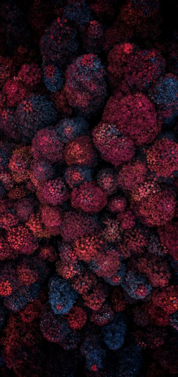 Обои растение, цветок, дерево, фрукты, бессемянные плоды в разрешении 1421x3000