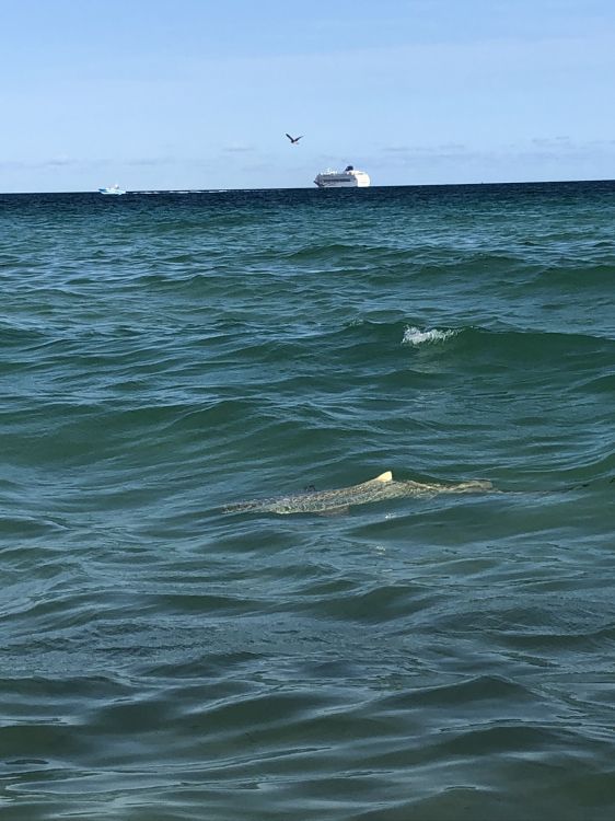 Обои море, вода, биология, наука, жидкость в разрешении 1536x2048