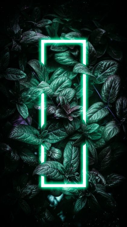 Обои темнота, наземное растение, растение, праздничный орнамент, вечнозеленое растение в разрешении 3240x5760