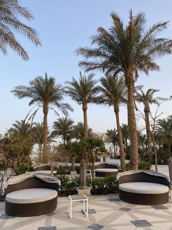 Обои пальмовые рощи, финиковая пальма, растение, ботаники, здание в разрешении 1536x2048