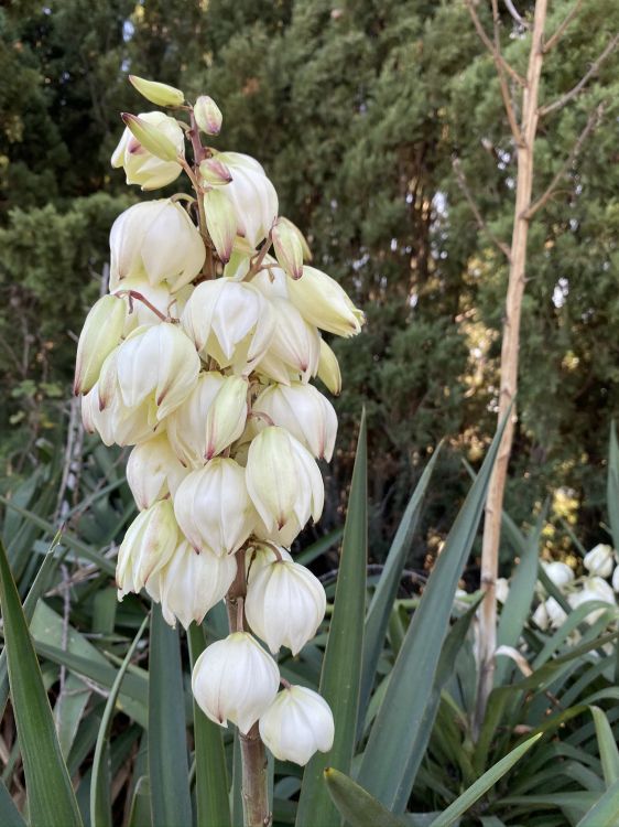 Обои цветок, цветковое растение, наука, физика, биология в разрешении 1536x2048