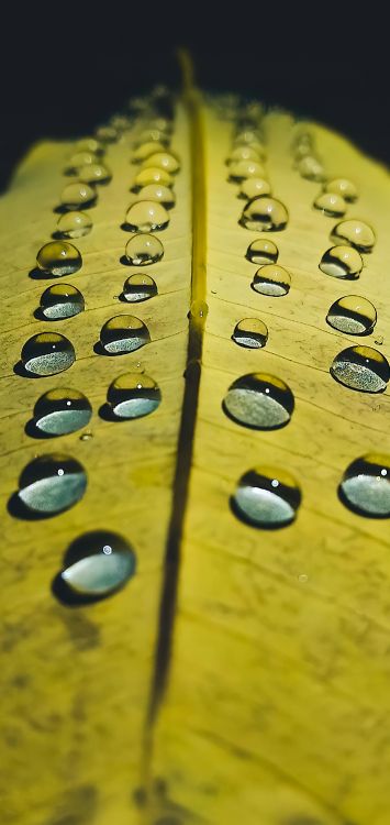 Обои падение, древесина, оргтехника, наземное растение, устройство ввода в разрешении 1421x3000