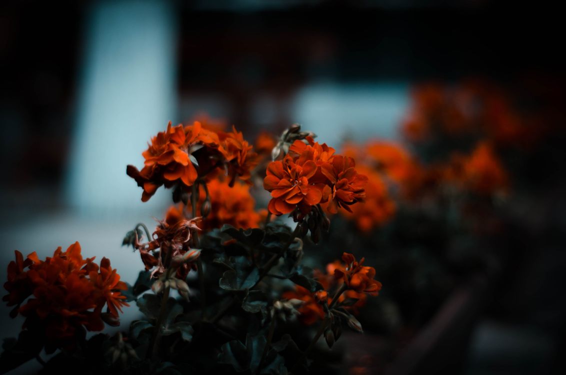 Обои цветок, Апельсин, красный цвет, природа, растение в разрешении 4519x2993