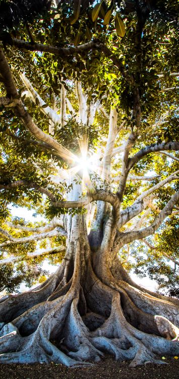 Обои большой парк деревьев и исторический памятник, дерево, Люди в природе, древесина, прут в разрешении 1421x3000