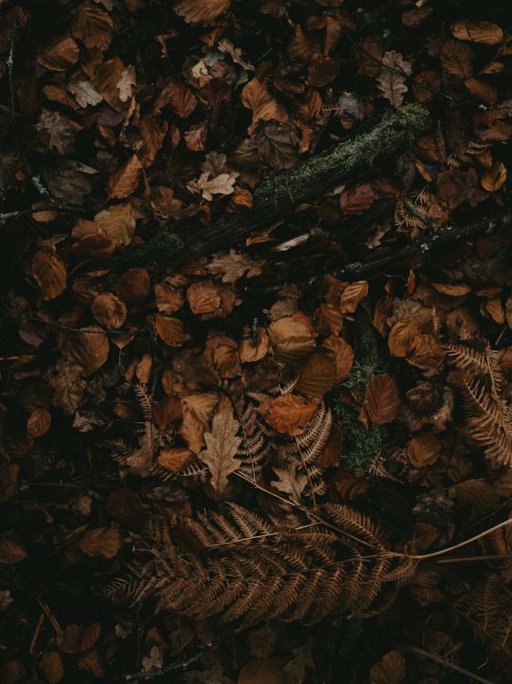 Обои коричневый цвет, темнота, узор, натюрморт в разрешении 6192x8256