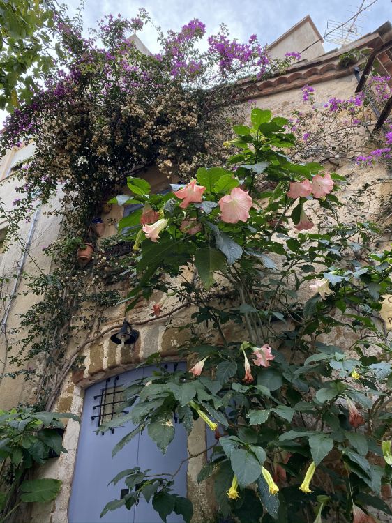 Обои цветок, цветковое растение, биология, растительность, ветвь в разрешении 1536x2048