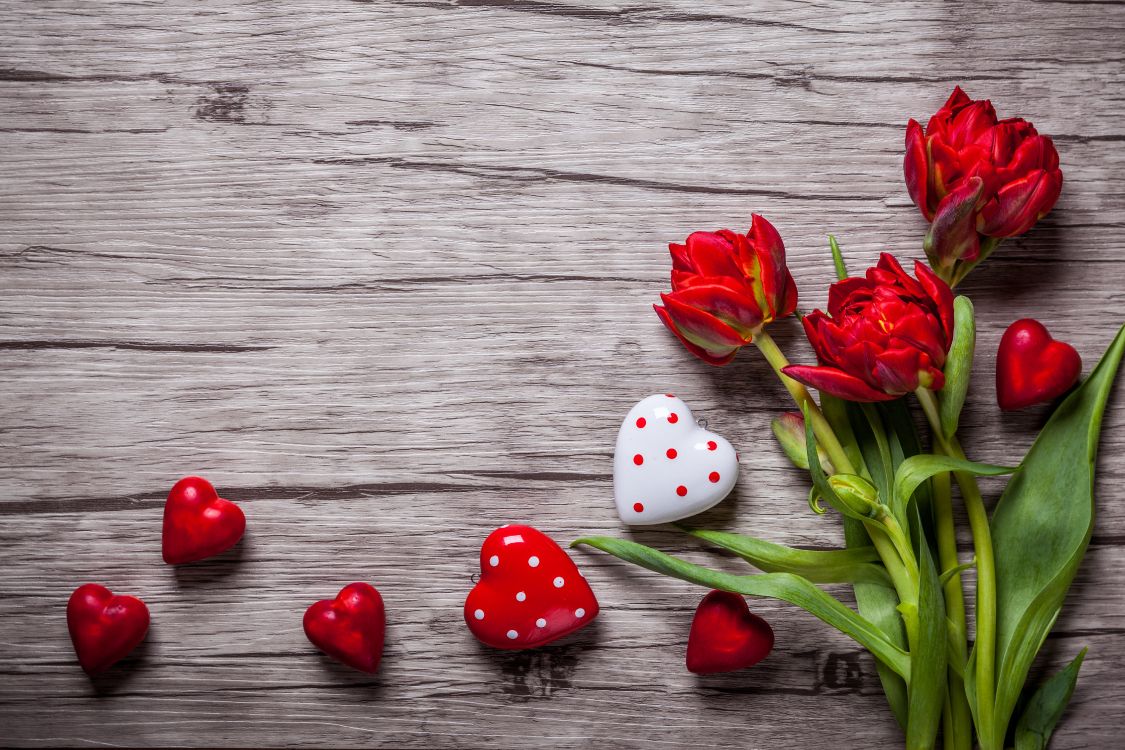 Обои красный цвет, тюльпаны, цветок, растение, лепесток в разрешении 5616x3744