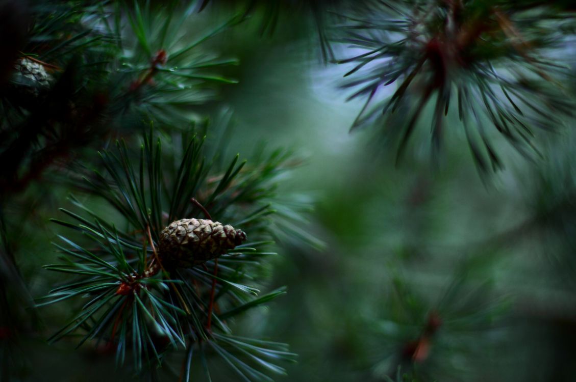 Обои дерево, хвойное дерево, вечнозеленое растение, сосна, семейства сосновых в разрешении 2560x1700