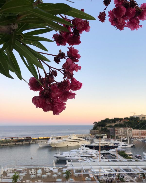 Обои лист, вода, биология, лепесток, судно в разрешении 3024x3780