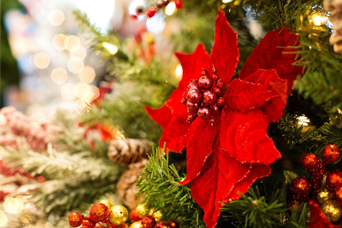 Обои пуансеттия, Рождественский день, Рождественские украшения, рождественский орнамент, Рождество в разрешении 5760x3840