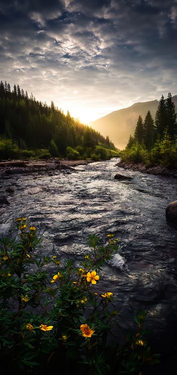 Обои природа, облако, вода, растение, гидроресурсы в разрешении 1422x3000