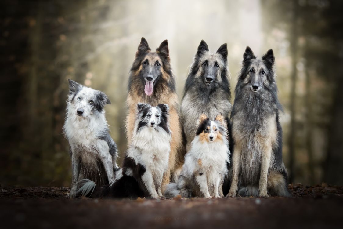 Обои пес, бордер колли, бельгийская овчарка, тервюрен, собака породы в разрешении 2560x1707
