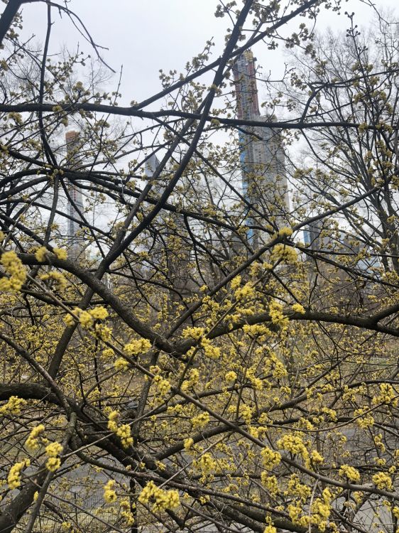 Обои дерево, лист, наука, биология, рассада в разрешении 1536x2048