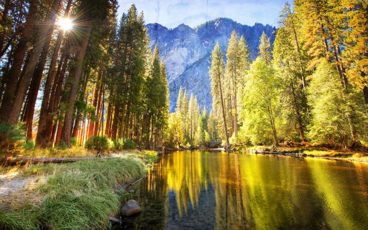 Обои природа, дерево, отражение, дикая местность, лес в разрешении 2560x1600