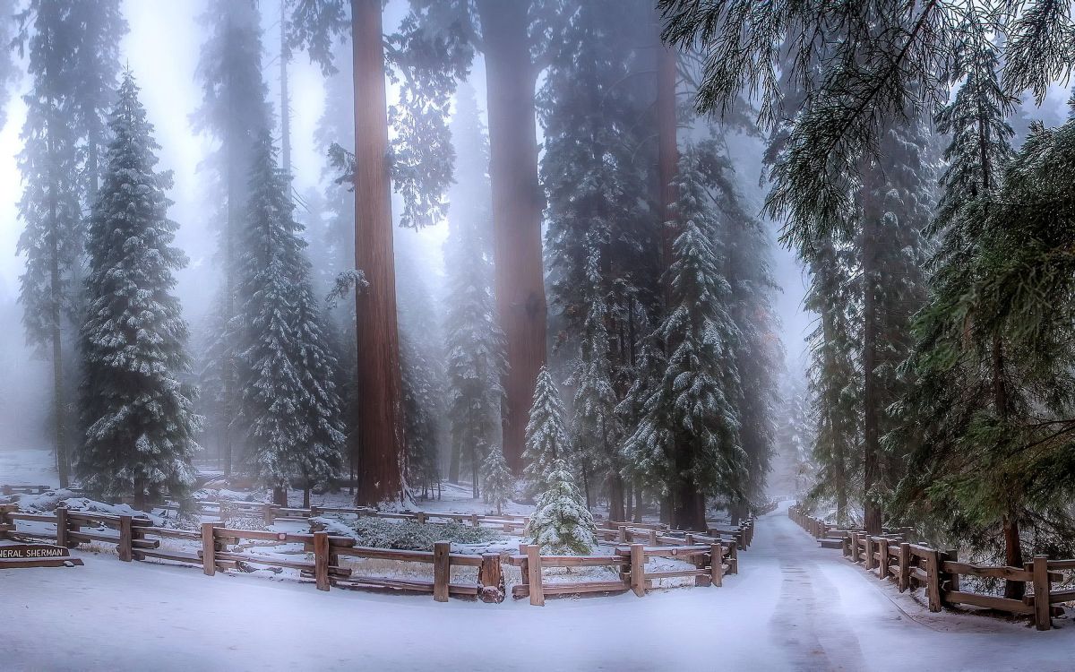 Обои зима, снег, лес, дерево, замораживание в разрешении 3000x1875