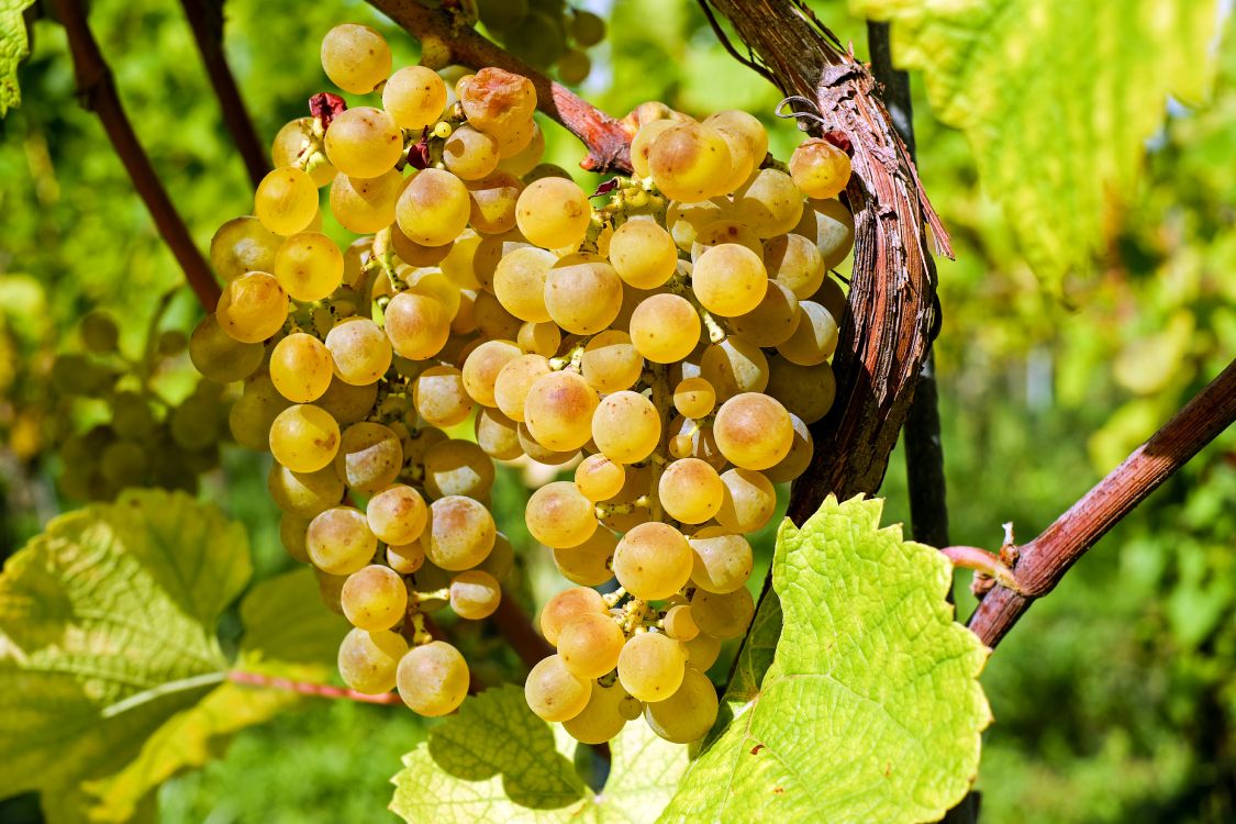 Обои вино, бессемянные плоды, семья грейпвайн, растение, виноградные листья в разрешении 4896x3264
