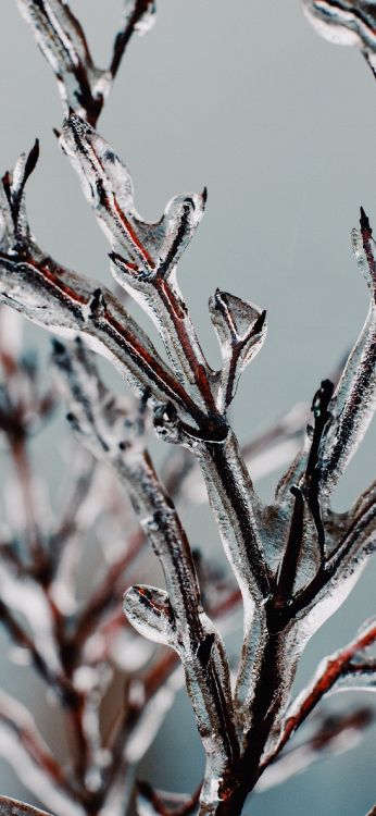 Обои яблоко, растение, прут, ветвь, наземное растение в разрешении 1242x2688