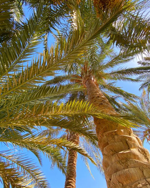 Обои растительность, биом, Бабассу, рассада, Кокос в разрешении 3024x3780