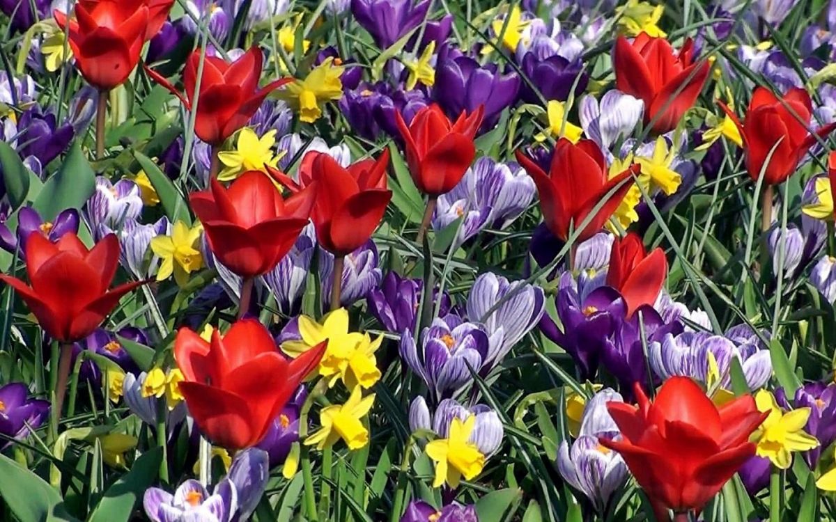 Обои Нарцисс, Крокус, цветковое растение, растение, лепесток в разрешении 1920x1200