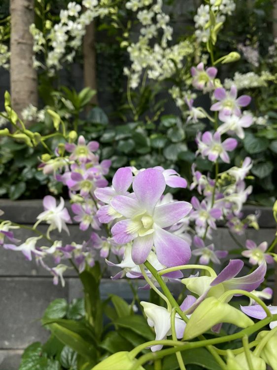 Обои Флора, цветковое растение, дендробиум, Кристал семьи, наука в разрешении 1536x2048