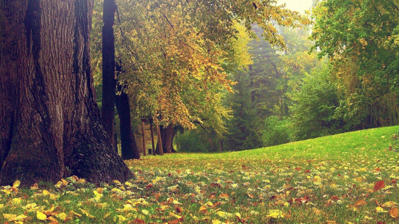 Обои природа, природный ландшафт, дерево, Люди в природе, лист в разрешении 3840x2160